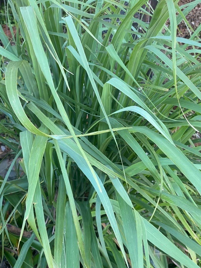 lemon grass