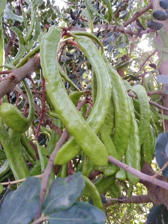 carob