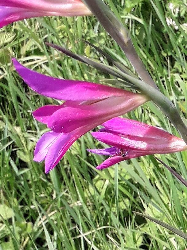 field gladiolus