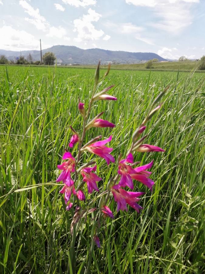 field gladiolus