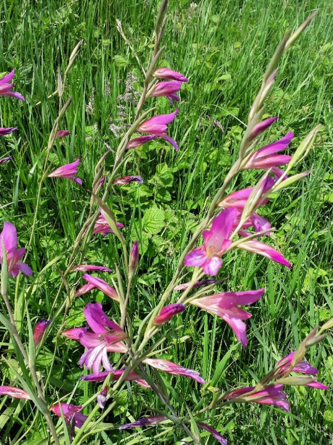 field gladiolus