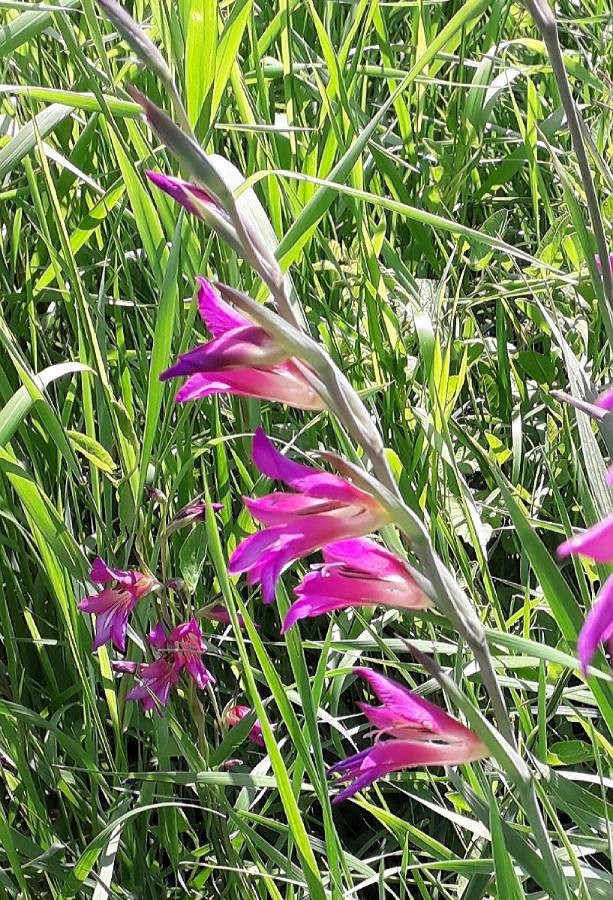 field gladiolus