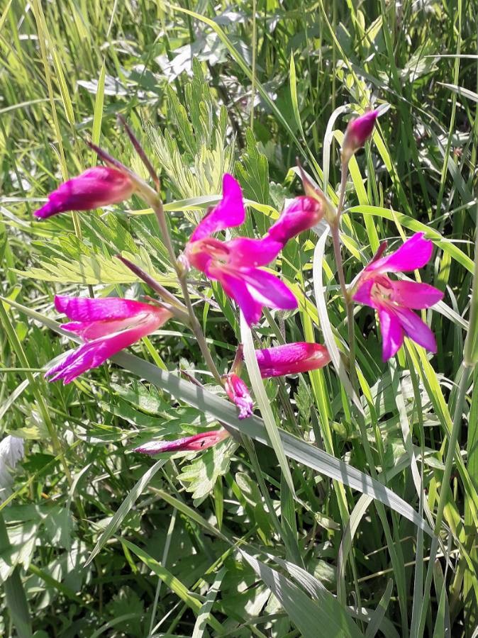 field gladiolus