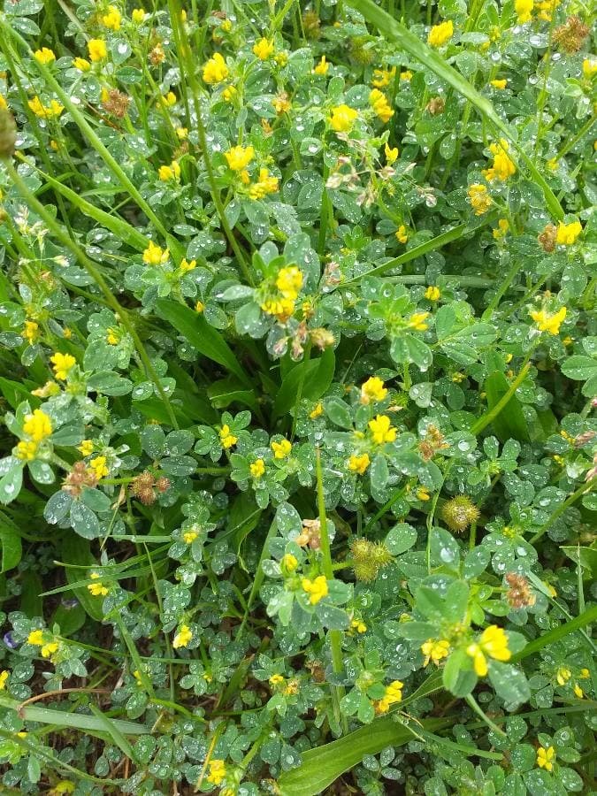 black medick