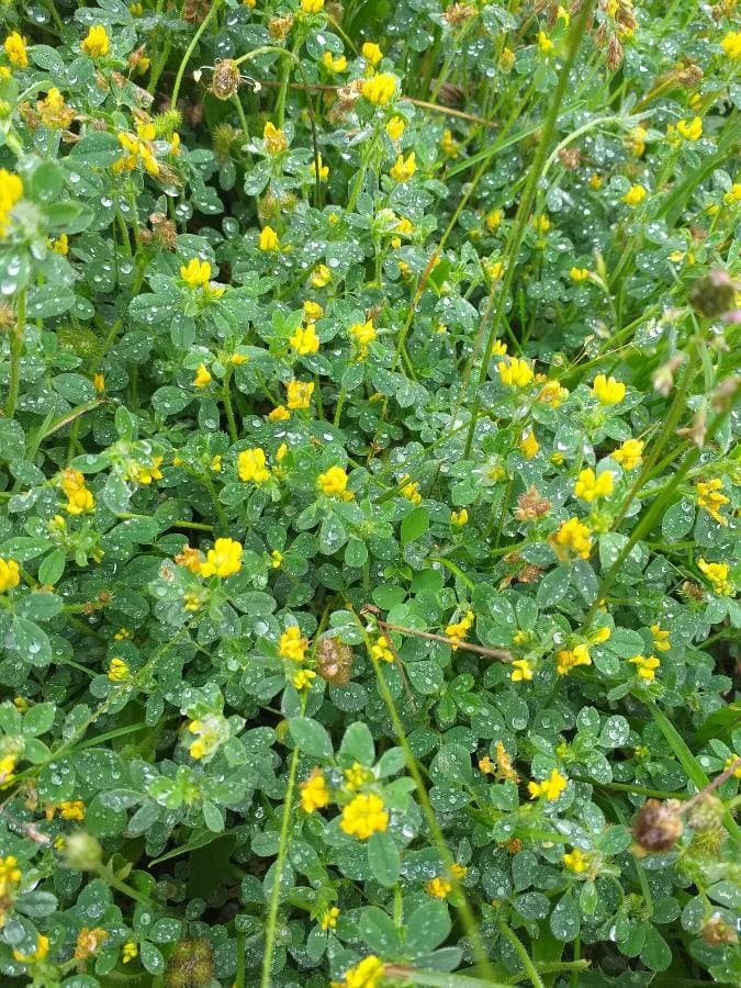 black medick