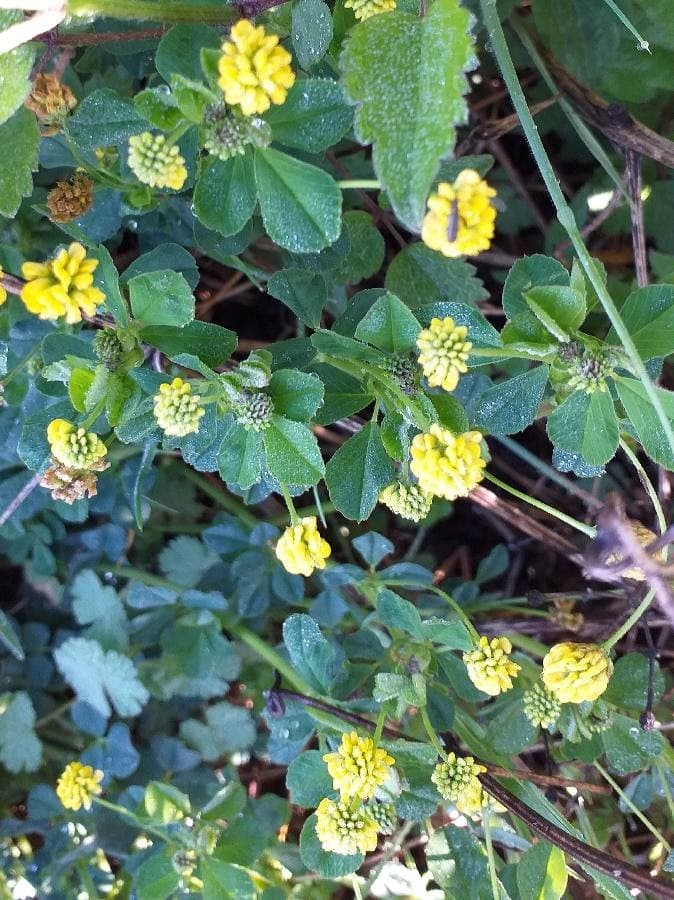 black medick