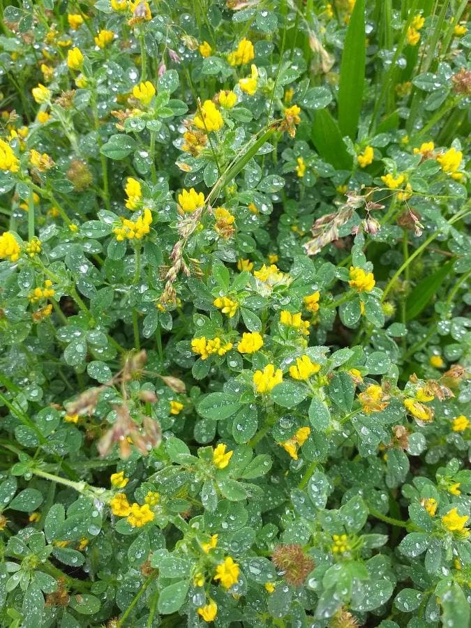 black medick