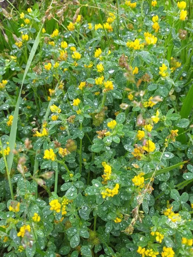 black medick