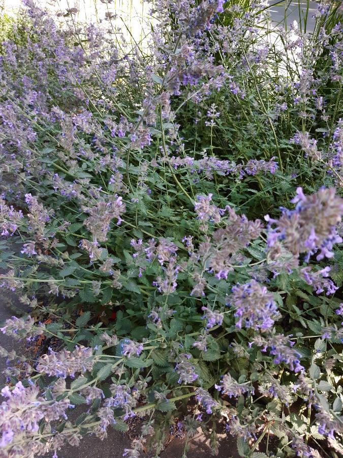 lemon catmint