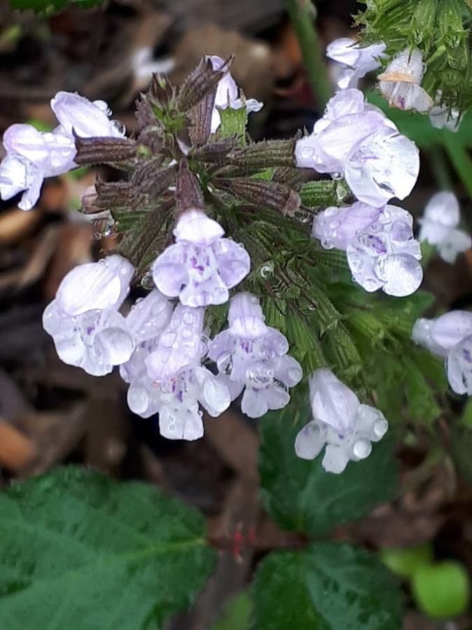 lemon catmint