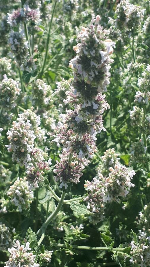 lemon catmint