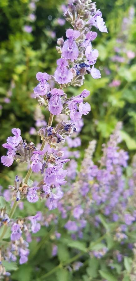 catmint