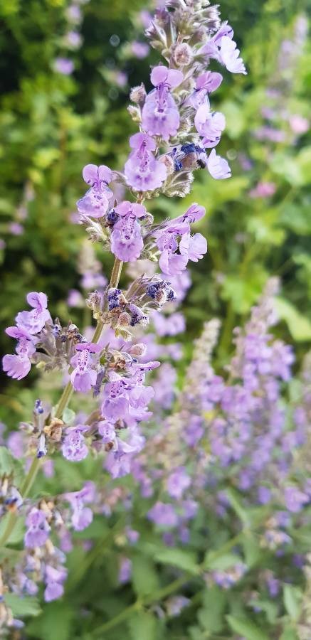 lemon catmint