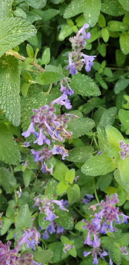 lemon catmint