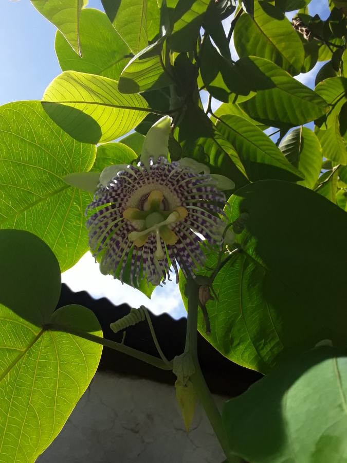 sweet granadilla