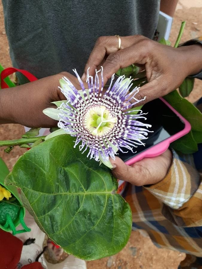 sweet granadilla