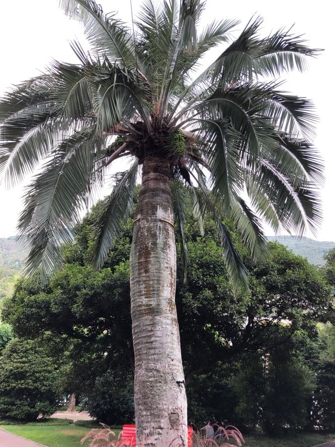 Chilean wine palm