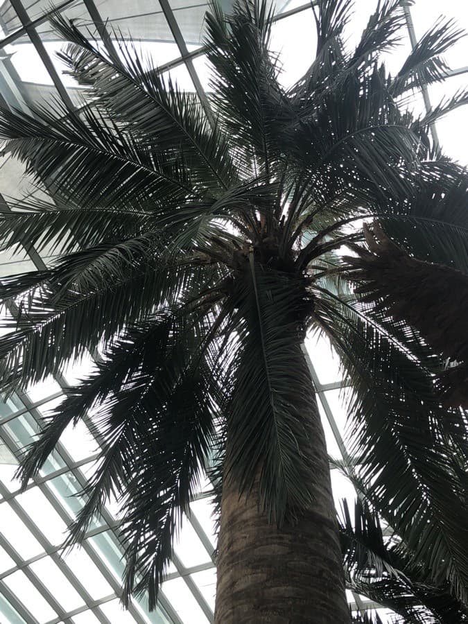 Chilean wine palm