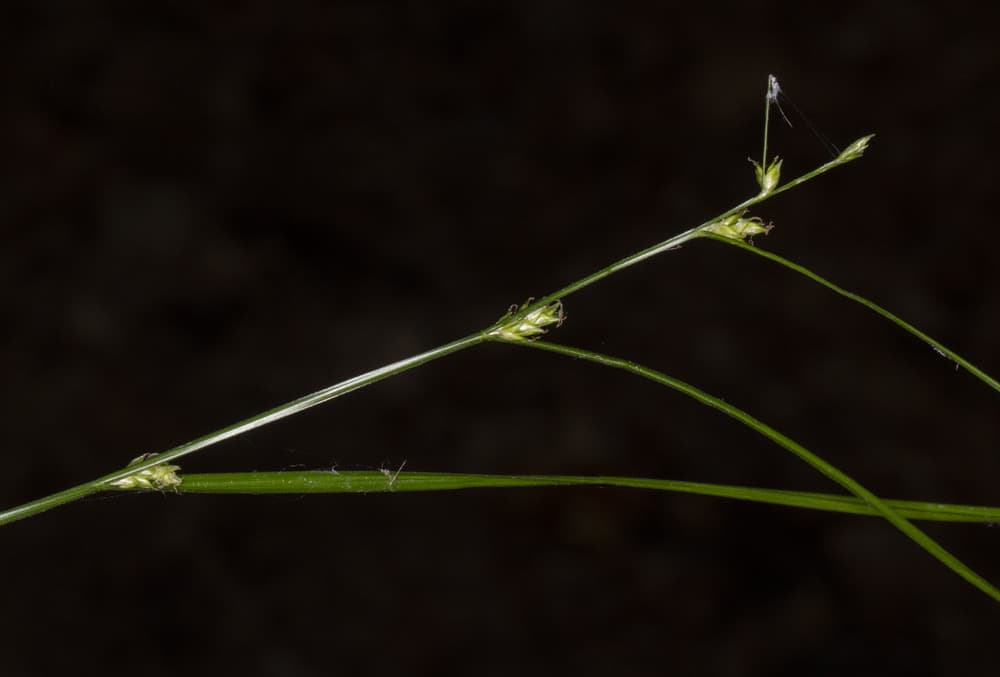 remote sedge