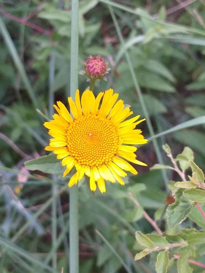 common fleabane