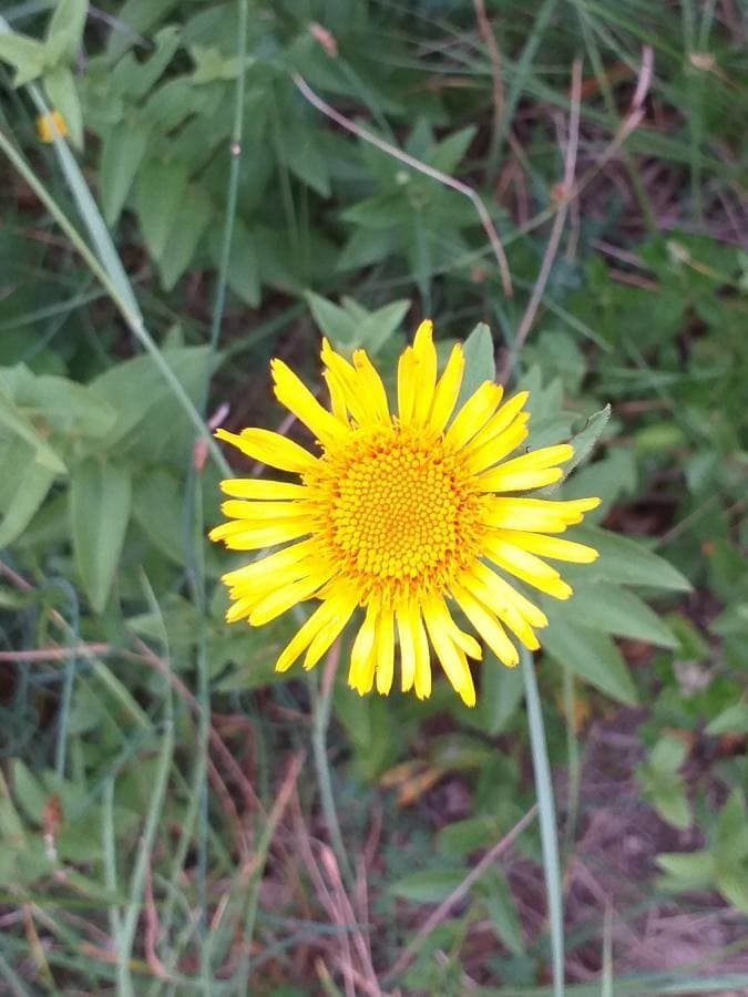 common fleabane