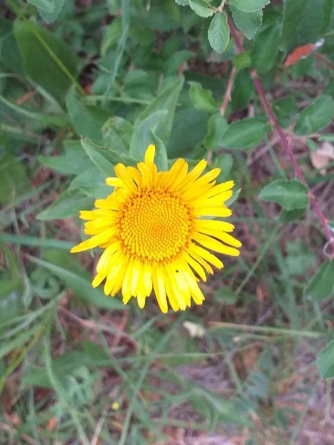 common fleabane