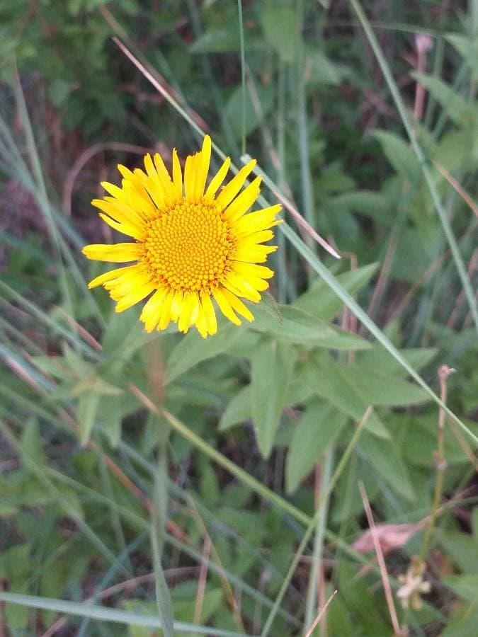 common fleabane