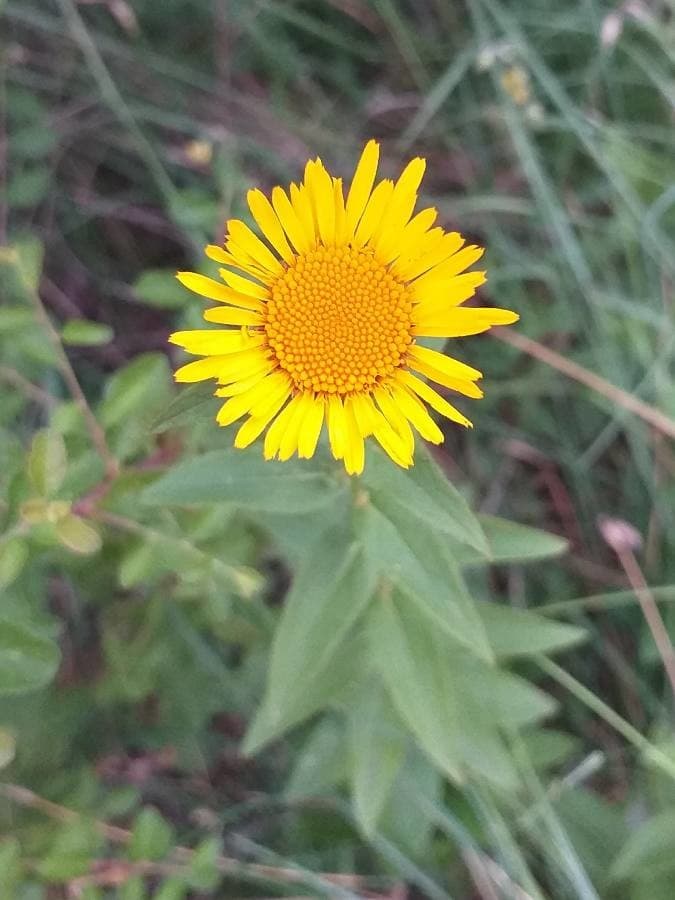 common fleabane