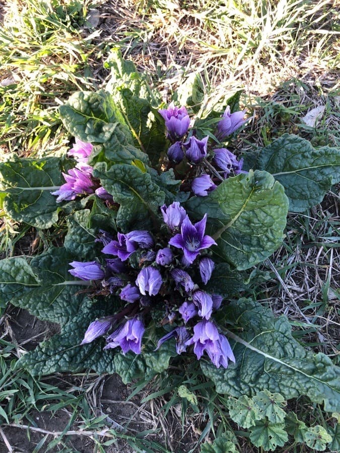 common mandrake