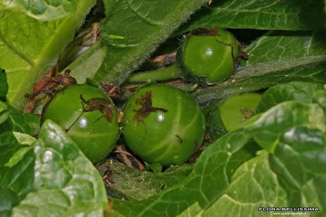 common mandrake
