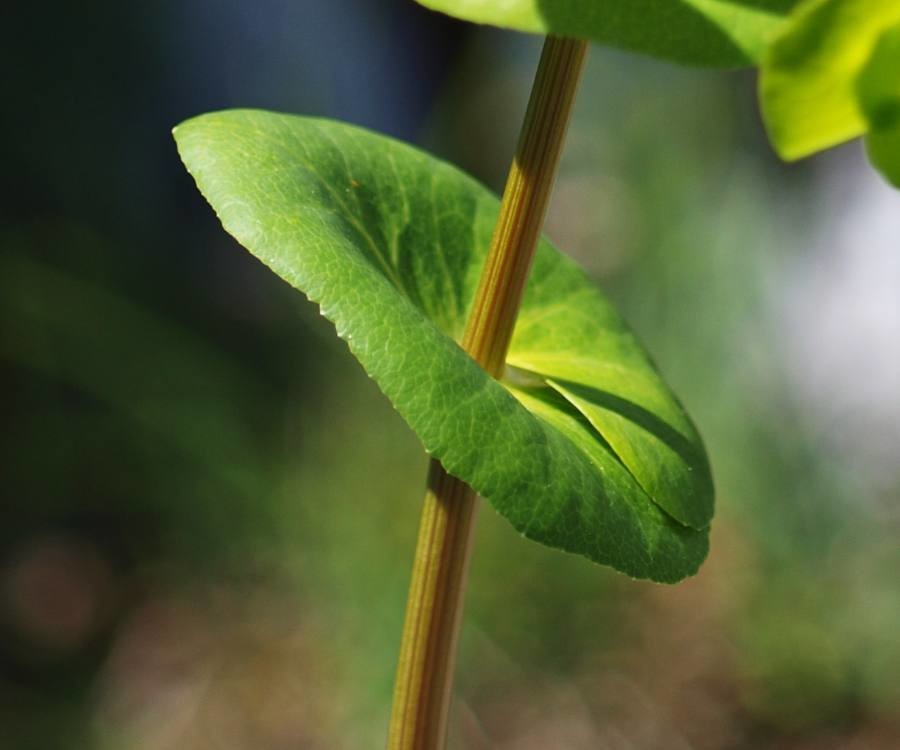 perfoliate alexanders