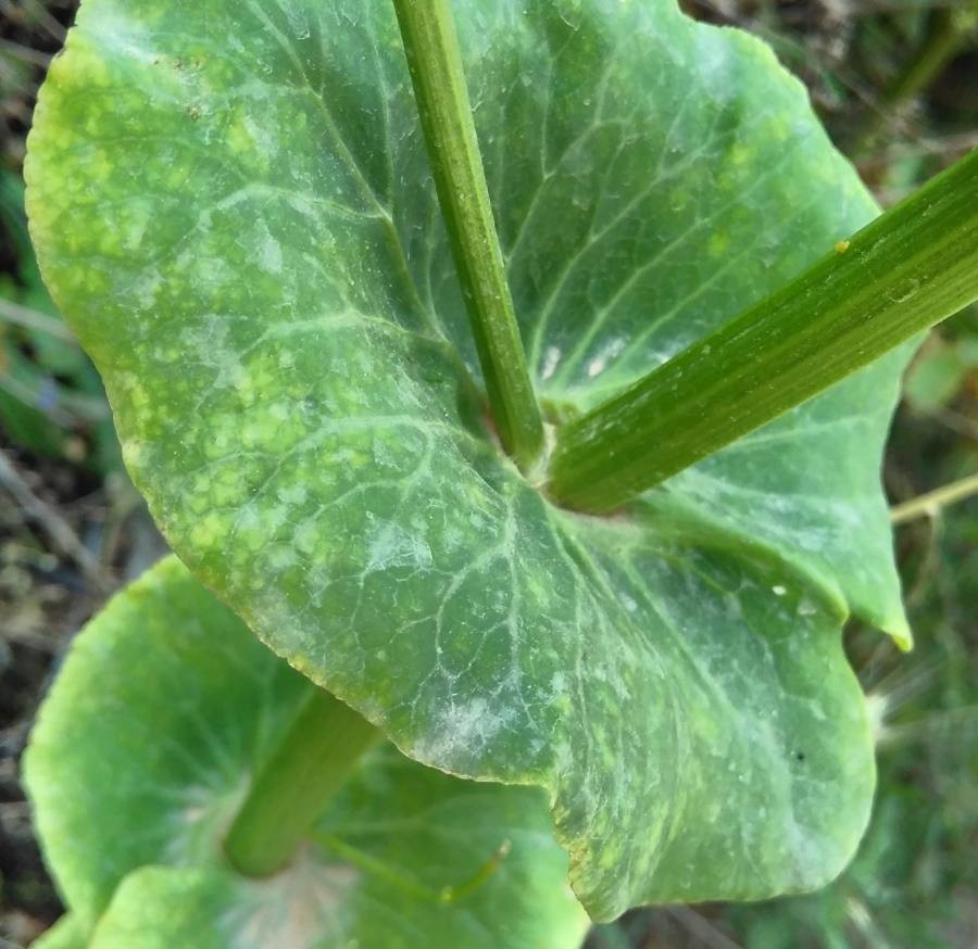 perfoliate alexanders