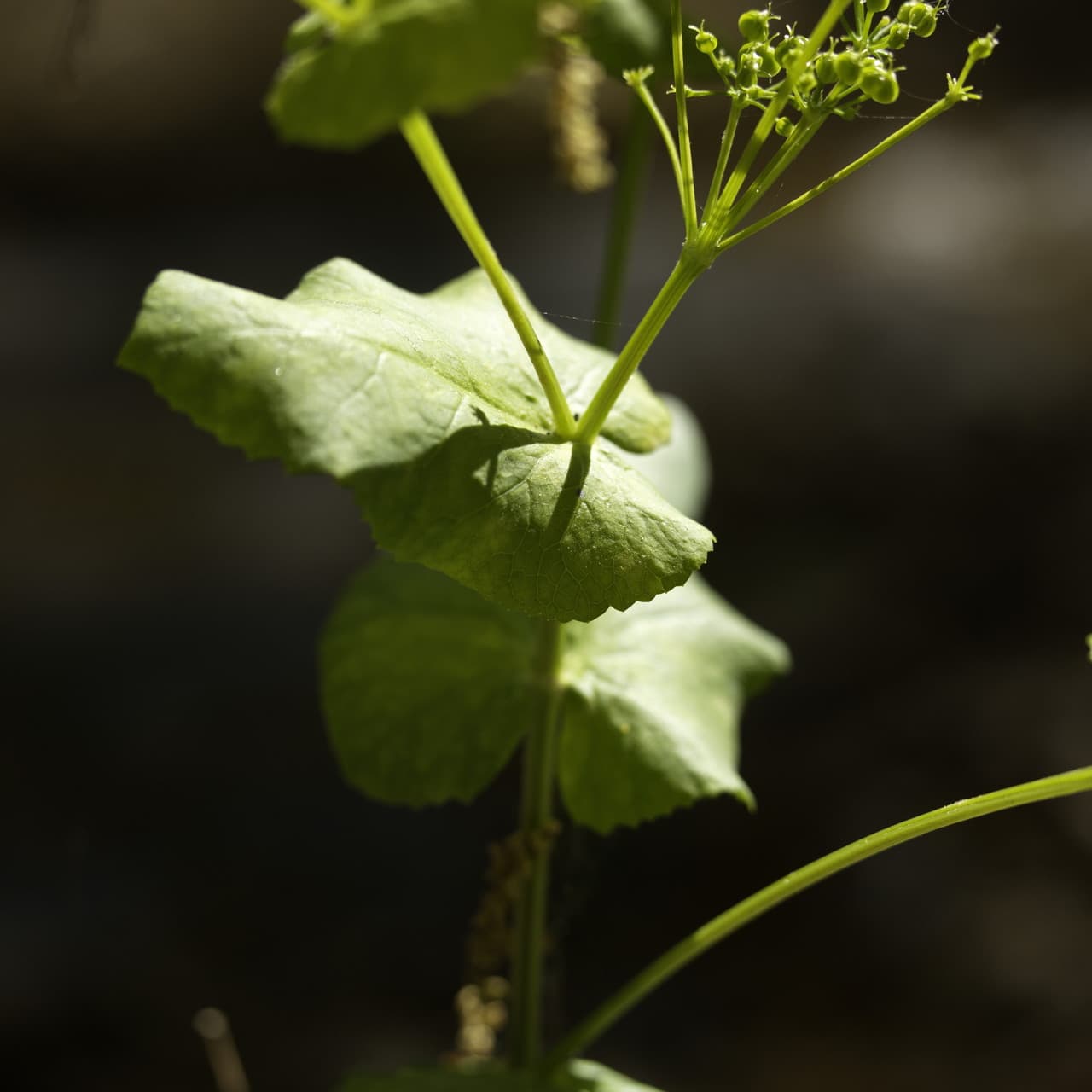 perfoliate alexanders