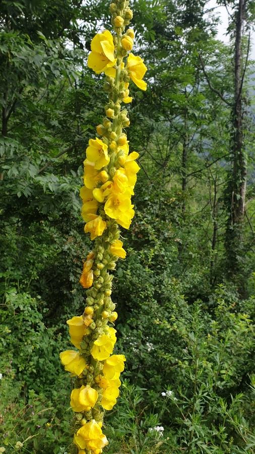 dense-flowered mullein