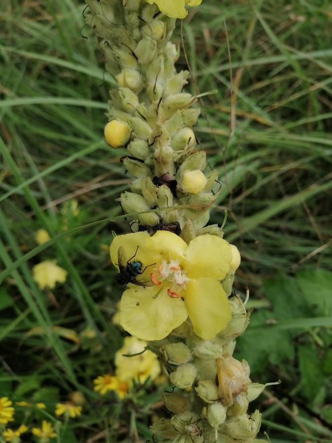 dense-flowered mullein