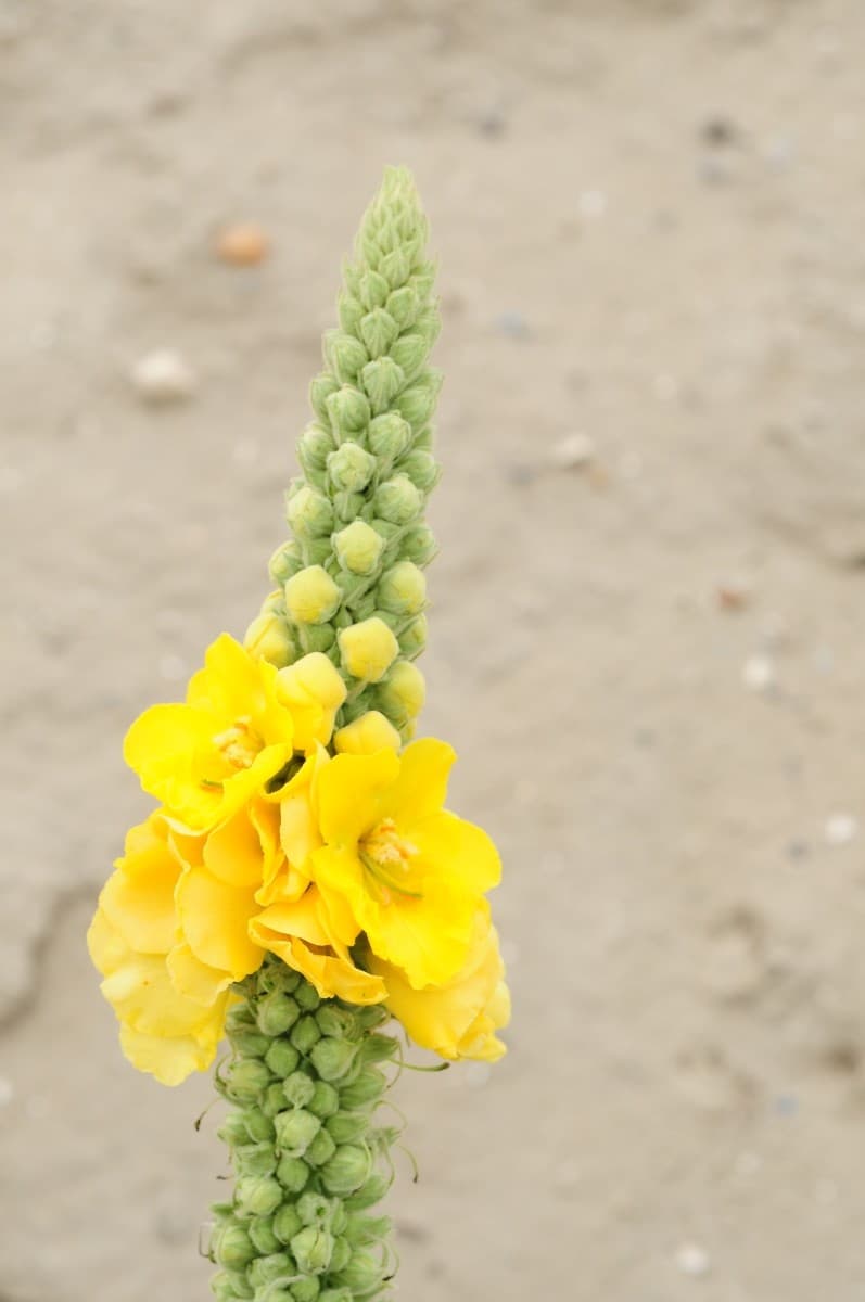 dense-flowered mullein