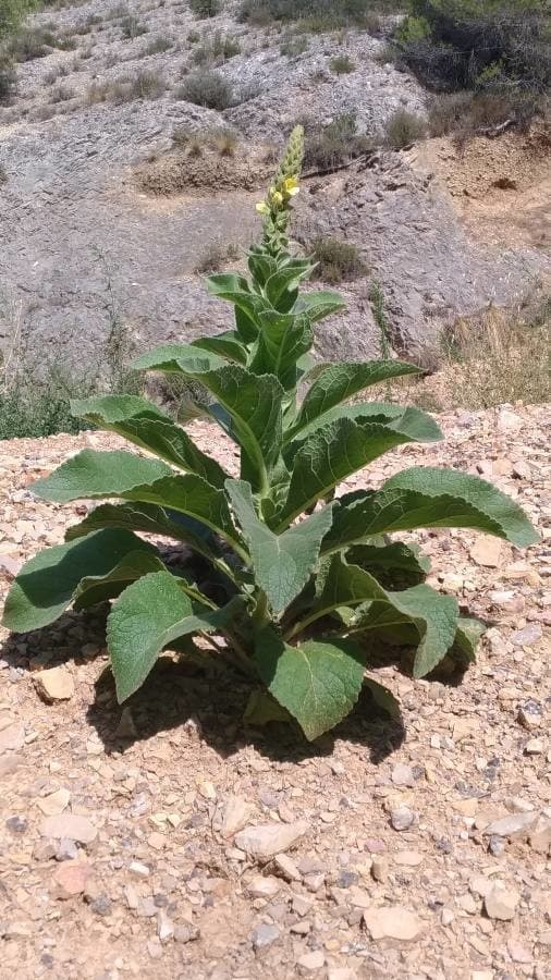 dense-flowered mullein