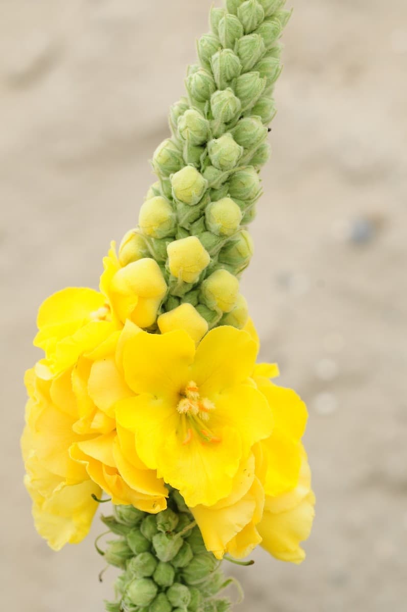 dense-flowered mullein