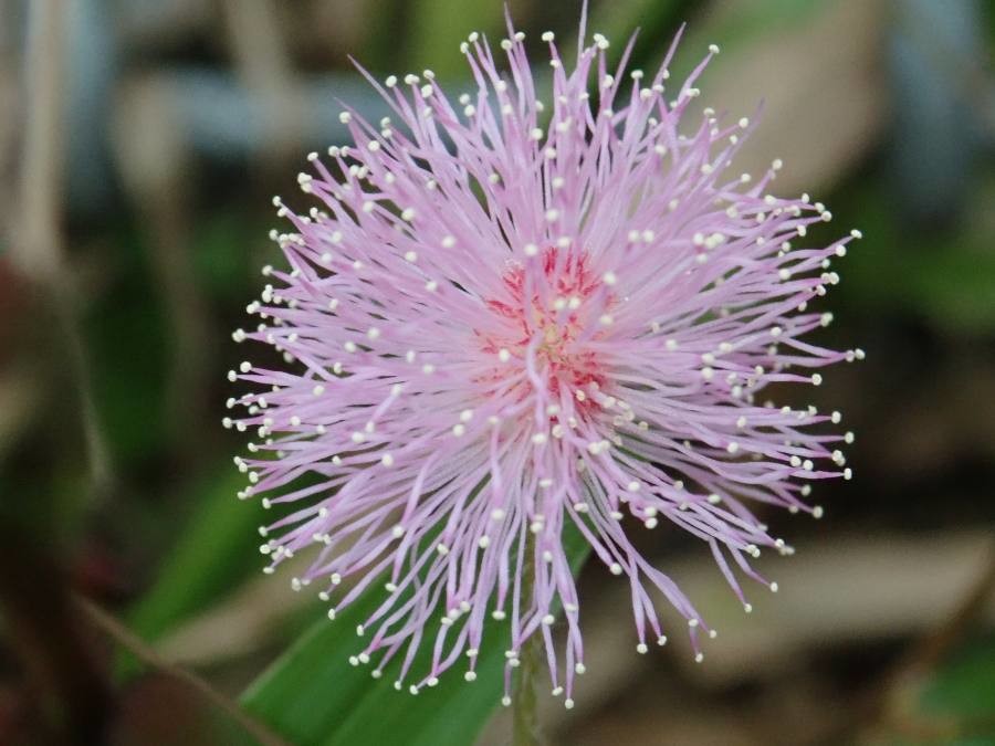 sensitive plant