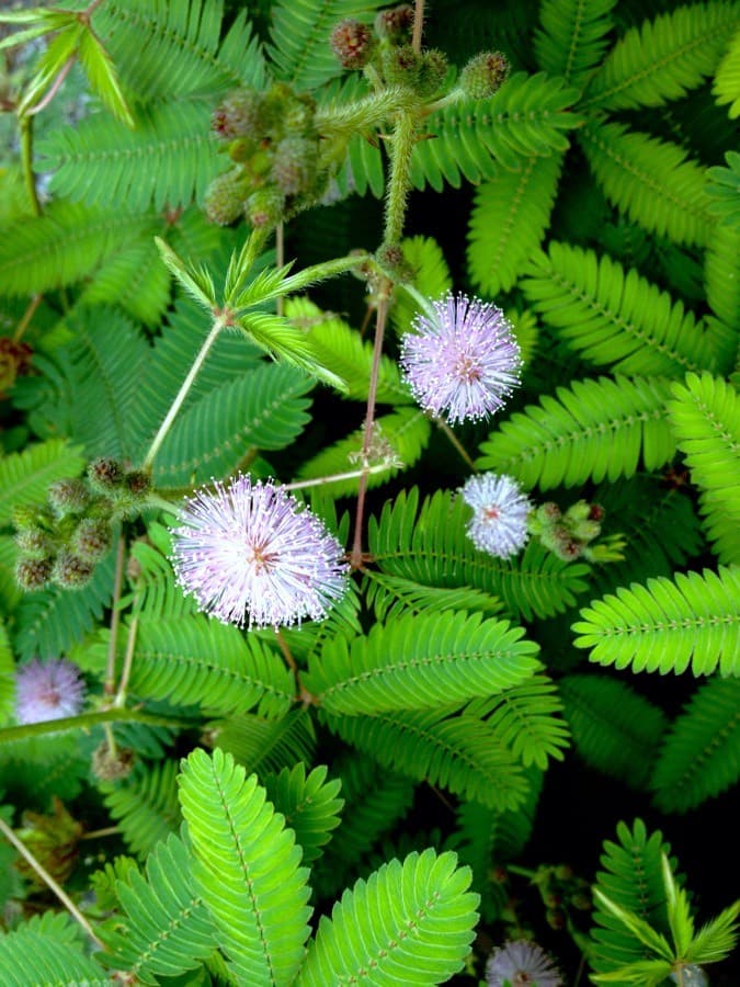 sensitive plant