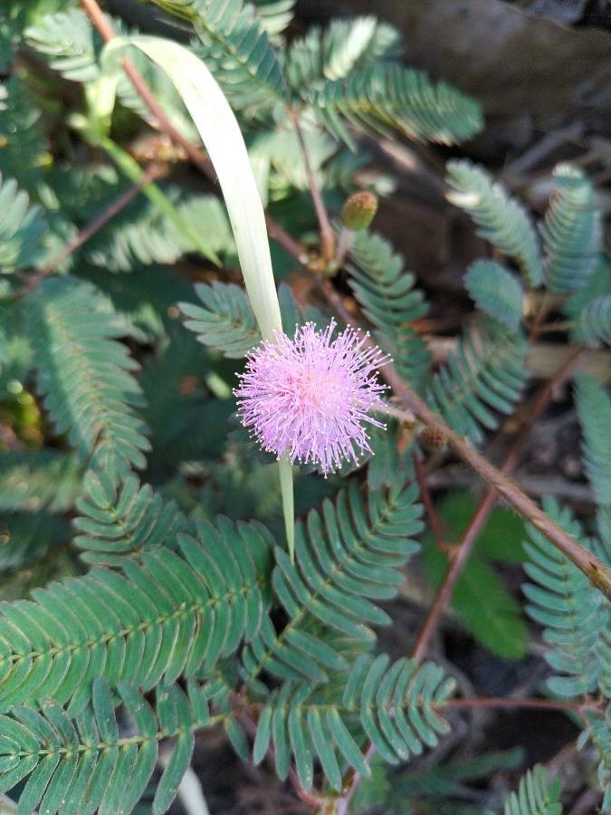 sensitive plant