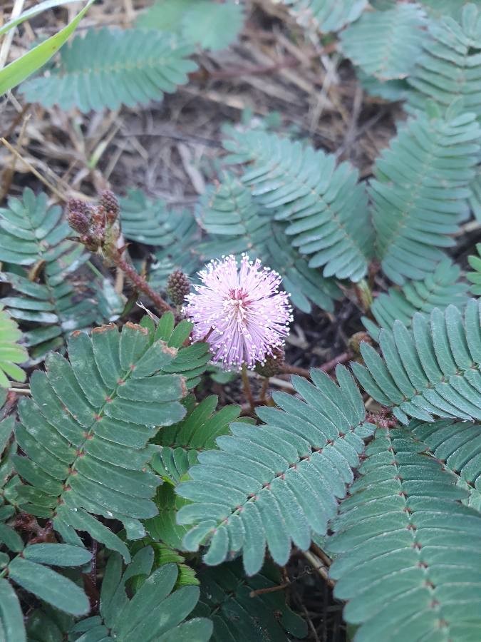 sensitive plant