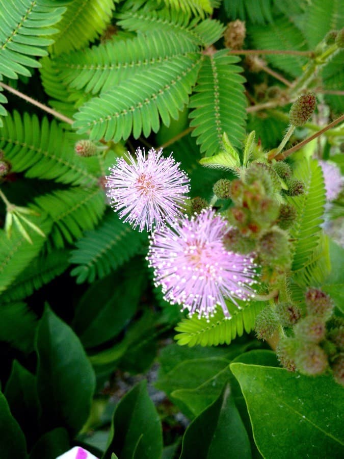 sensitive plant