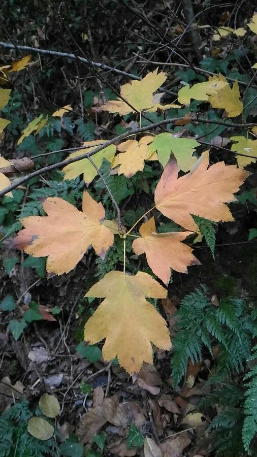 wild service tree