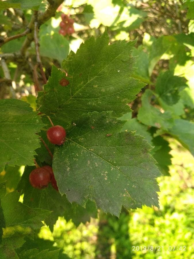 wild service tree