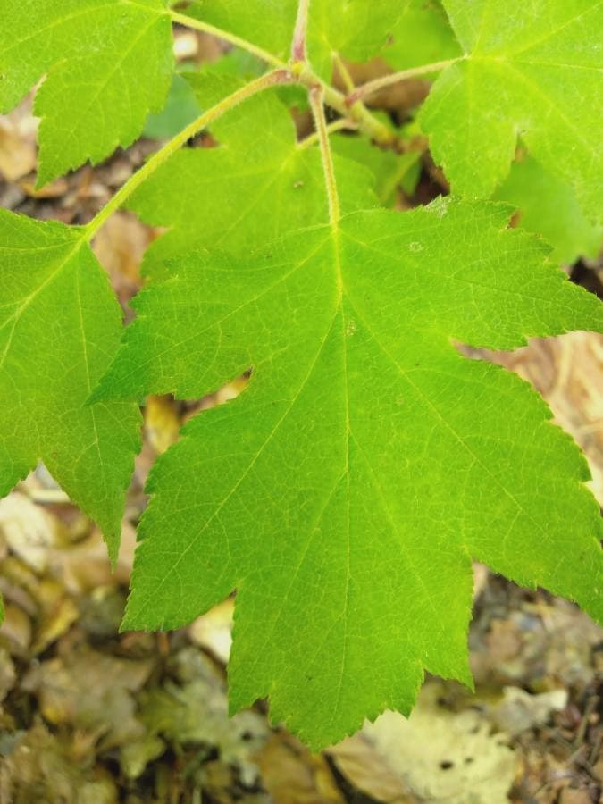 wild service tree