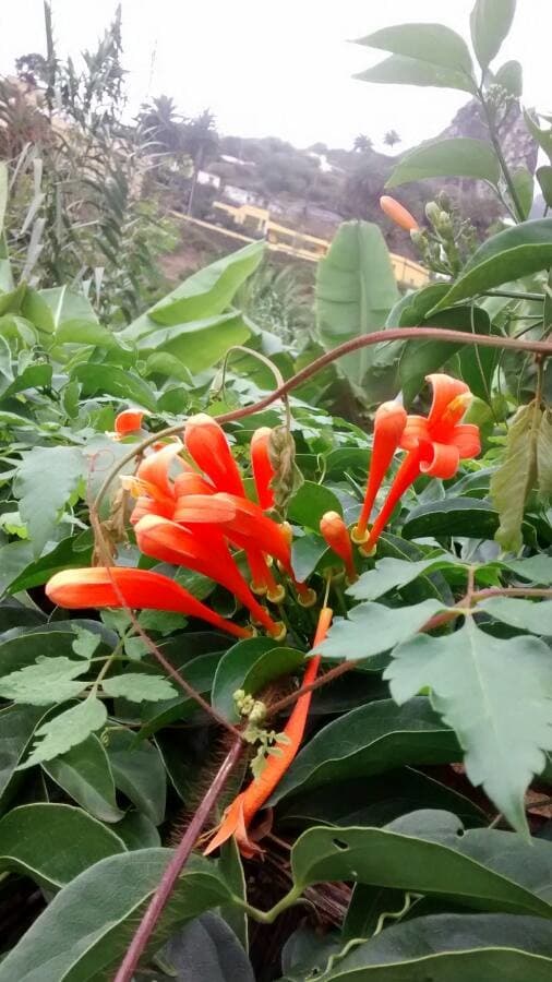 flame vine