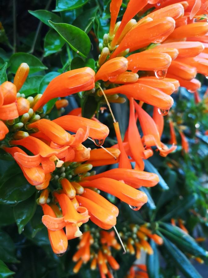 flame vine