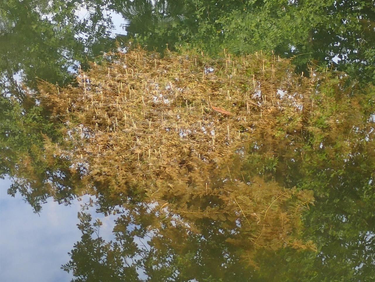 spiked water milfoil