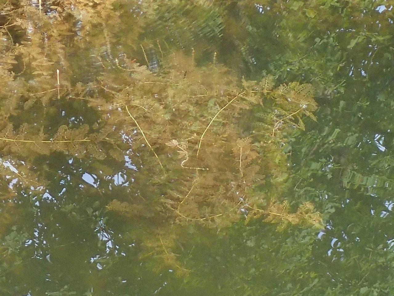 spiked water milfoil